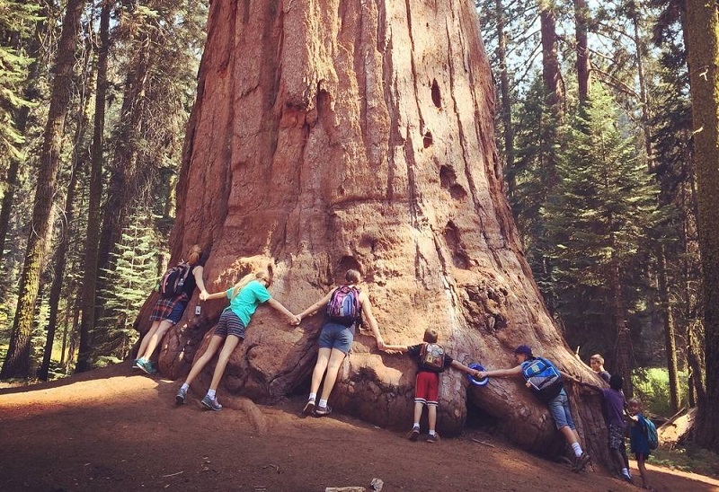 children holding hands with each other hugging a big tree